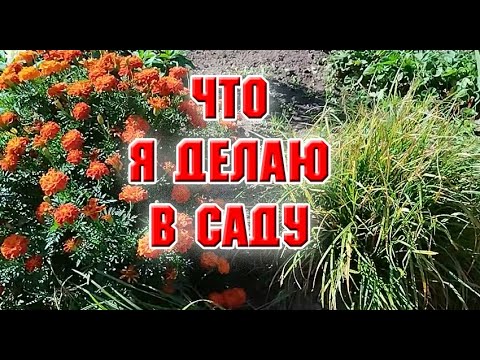 Видео: И опять жара. Что я делаю в саду?