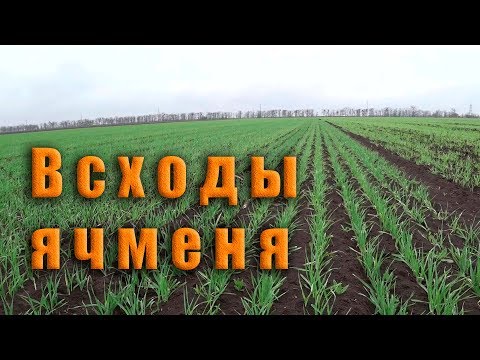 Видео: Сравнение всходов ячменя после новой и старой сеялки.