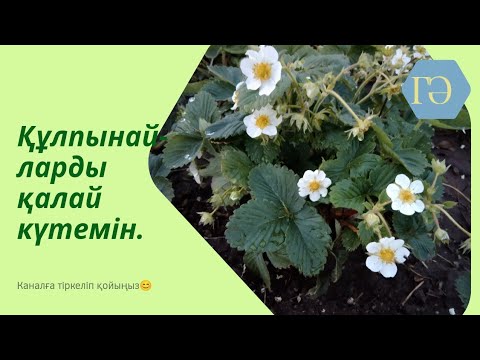 Видео: Құлпынайдың мұртшасы деген не? Құлпынайға қандай күтім жасап жүрмің?