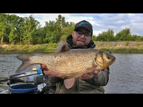 Видео: Трофейный ЯЗЬ!!! Фидер на реке Припять. Рыбалка в Беларуси 2020.