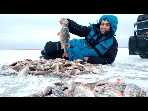 Видео: Первый лед 2020 на Ильмене. ПОЙМАЛ ОГРОМНОГО ОКУНЯ. Попали на жор крупного окуня.