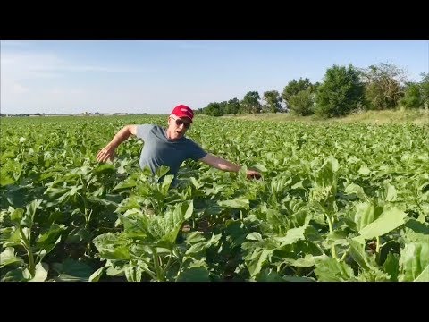 Видео: Когда останавливать вегетацию покровных культур?