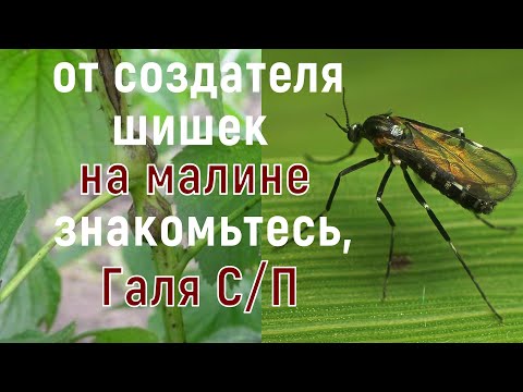 Видео: МАЛИННАЯ ГАЛЛИЦА, стеблевая и побеговая! Различия и методы борьбы!