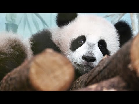 Видео: Панда Катюша . Толпы народа у вольера с пандами / МОСКОВСКИЙ ЗООПАРК  _ 11 апреля 2024 г.