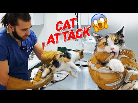 Видео: КОШКА НАПАДАЕТ ВЕТЕР! 😱 Атака кошки на новый уровень! ⬆️ #TheVet