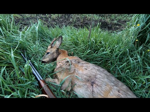 Видео: Открытие охоты на самца косули 2021. Охота с подхода.