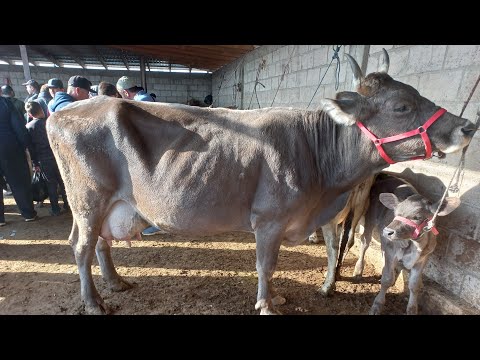 Видео: МОЛБОЗОРИ ХОЧИ ШАРИФ. 24 октября 2025 г.
