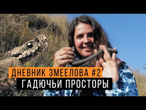 Видео: Ловим степных гадюк - Дневник змеелова #2 / Змеелов - ученый