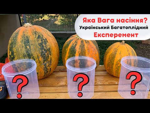 Видео: Скільки насіння в одному гарбузі ШОК результати!