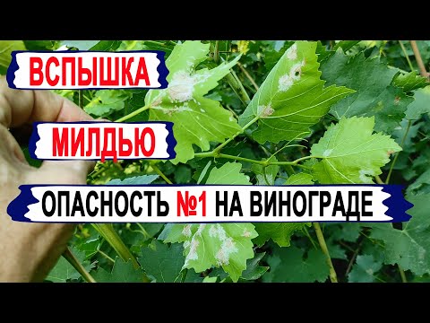Видео: 🍇 Внимание! Милдью уже на винограде! Вспышка неминуема. Отчего в 2021 году повышенная заразность?