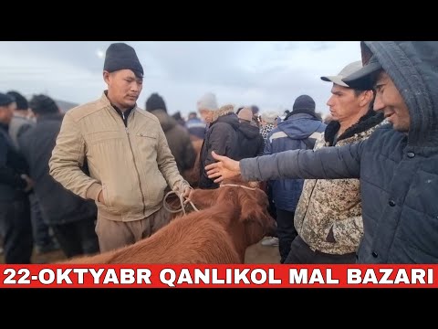 Видео: 22-ОКТЯБРЬ/КАНЛЫКОЛ МАЛ БАЗАРЫ/СКОТНЫЙ РЫНОК/BUQALAR/BIG BULLS IN THE WORLD/BIG COW