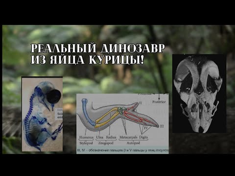Видео: возможно ли ВОЗРАДИТЬ динозавров с ПОМОЩЬЮ ПТИЧЬИХ ЯИЦ? **НОВОСТЬ ПРО ЭМБРИОНА-ДИНОКУРИЦА**
