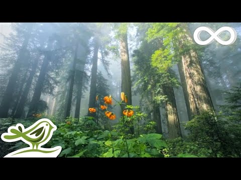 Видео: 10 часов расслабляющей музыки - спокойное фортепиано и гитара, музыка для сна, музыка для учебы