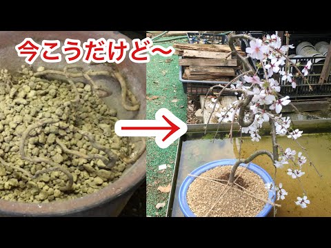 Видео: Работа над созданием бонсай из корней японской плакучей вишни - 2 года спустя - семена ромба Tsuba