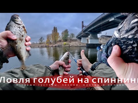 Видео: На тирольскую палочку клюют даже голуби! С этой снастью и на суп наловишь...