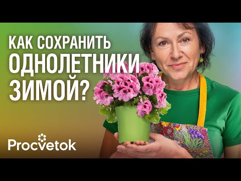 Видео: ОБЯЗАТЕЛЬНО ПЕРЕНЕСИТЕ В ДОМ ЭТИ ЦВЕТЫ НА ЗИМУ! Сохраняем и размножаем пеларгонию, эустому, колеус