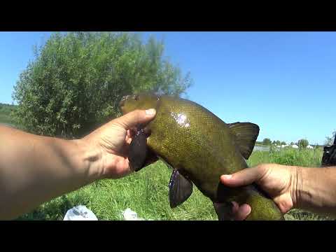 Видео: База рыбалки и отдыха  Баскак  2021