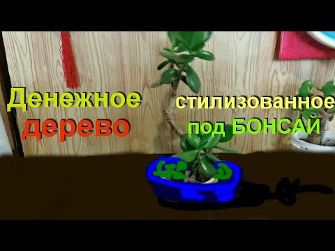 Видео: Денежное дерево, стилизация под бонсай.