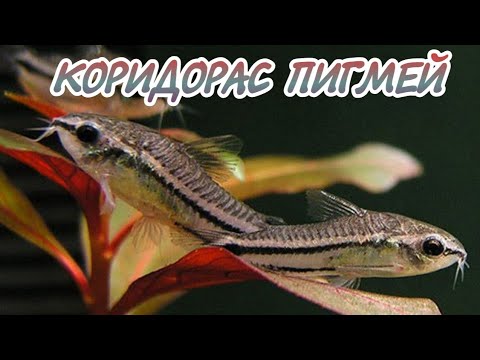 Видео: КОРИДОРАС ПИГМЕЙ. ВСЕ О СОДЕРЖАНИЕ И РАЗМНОЖЕНИЕ В АКВАРИУМЕ.