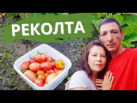 Видео: Богата доматена реколта, разказване на смешен виц и почистване | Живот на село | Боби и Катето