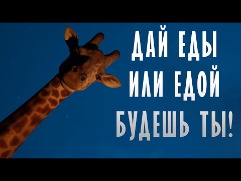 Видео: ЗАБОЧУСЬ О ЖИВОТНЫХ ► Zoochosis