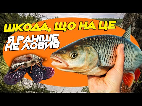 Видео: ШОВКОВИЦЯ І ХРУЩ: все, що вам потрібно для ловлі головня