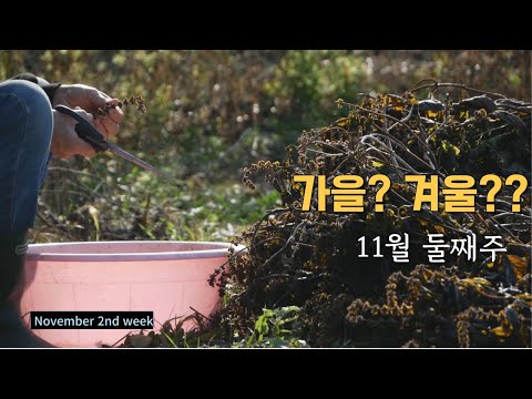 Видео: Сбор капустных листьев для приготовления трех блюд / Вторая компостная куча