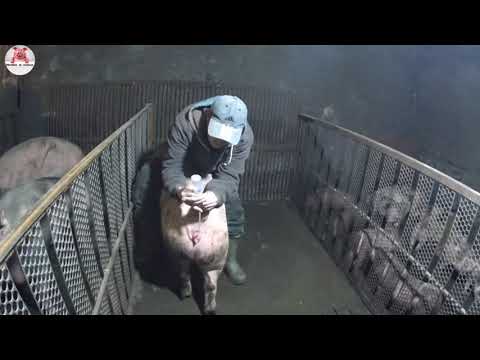 Видео: КБ + ландрас = F1 Искусственное осеменения