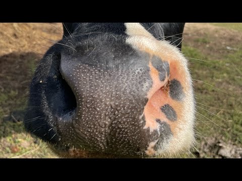 Видео: Пришли гулящие коровы .. #деревенскаяжизнь #корова #marya_max