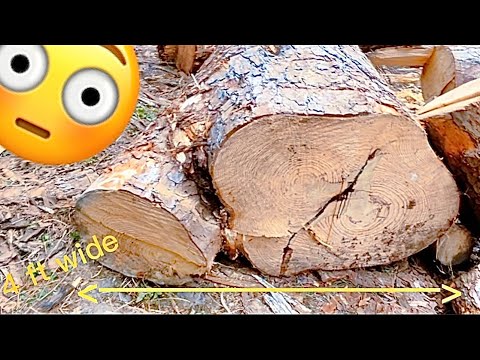 Видео: Доставлено сосновое бревно MONSTER + обновление о стружечной мельнице