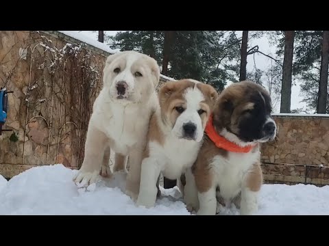 Видео: Как выбрать щенка Алабая?