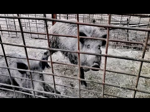 Видео: Дикий кабан напал и убил домашнего поросенка. Секач Фунтик разломал загон и изрезал поросенка