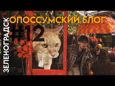 Видео: ОПОССУМСКИЙ БЛОГ | Зеленоградск и много молчаливых видов 