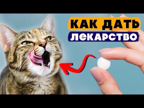 Видео: Как легко и просто дать таблетку кошке  — все способы