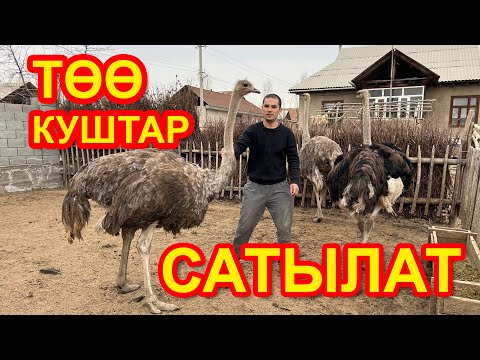 Видео: Бир үй-бүлө ТӨӨ КУШ сатам  ~  1 короз, 2 мастек  ~  Жакында тууйт