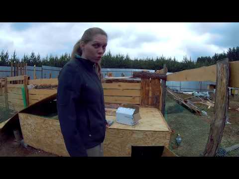 Видео: Утки фаворит 45 дней + 2