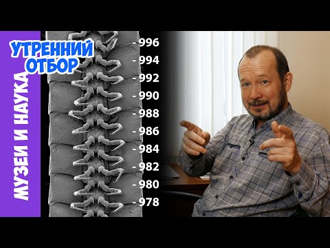 Видео: Самая многоногая многоножка. Игорь Фадеев.