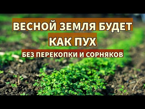 Видео: ОБЯЗАТЕЛЬНО СДЕЛАЙТЕ ЭТО ПОСЛЕ УБОРКИ УРОЖАЯ. Сидераты для рыхлой почвы без сорняков