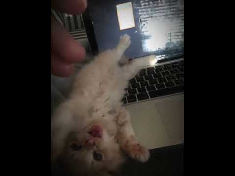 Видео: земфира - до свидания //speed up//