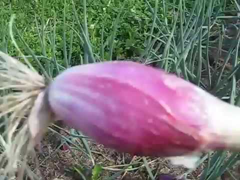 Видео: ДАЛЬНИЙ И БОЛЬШОЙ ОГОРОДЫ