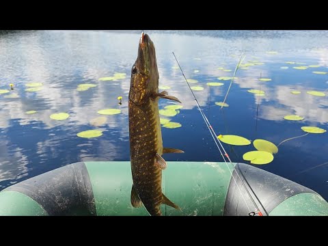 Видео: Щука загибает крючки! Поход на таежное озеро, ночевка в избе.