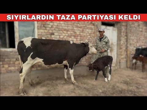 Видео: СЫЙЫРЛАРДЫН ТАЗА ПАРТИЯСЫ КЕЛДИ.