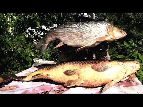 Видео: СЕКРЕТЫ БАЛЫКА: ОТ РЫБАЛКИ, ДО СТОЛА! И КАК ИКРУ СДЕЛАТЬ - ЧЁРНОЙ! (ВКУС ОСЕТРОВОЙ)