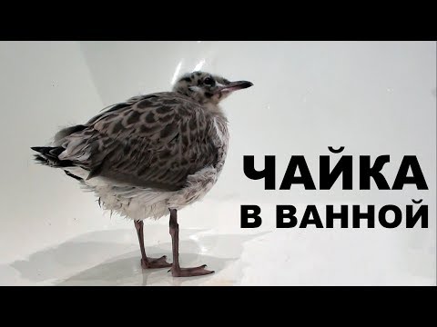 Видео: Первое купание чайки Чуи в ванной