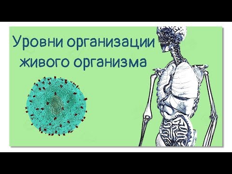 Видео: Уровни организации живого организма или человек-конструктор | Тело человека