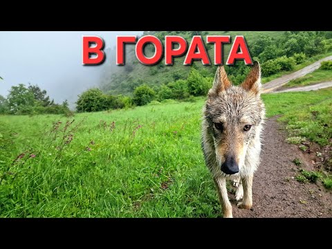 Видео: РАЗХОЖДАМ ВЪЛКА