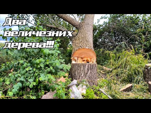 Видео: Розбираємо вербу та валимо тополю