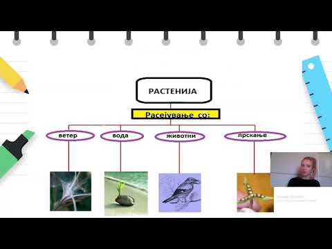 Видео: V Одделение - Природни науки - Животен циклус на цветните растенија
