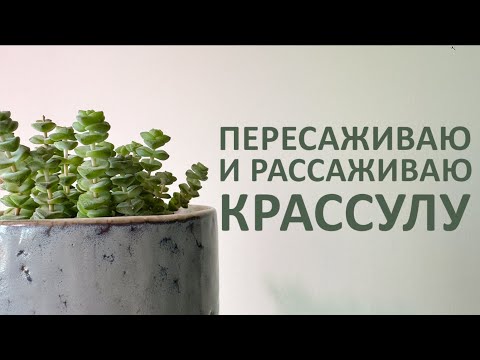 Видео: РАСКУЛАЧИВАЮ КРАССУЛУ #цветы #растения #пересадкацветов #крассула