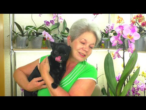 Видео: Какие НАСЕКОМЫЕ ВРЕДИТЕЛИ живут на Вашей орхидее? Как узнать? Как бороться ?
